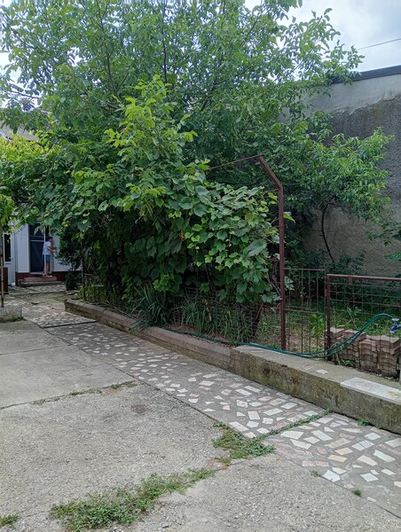 Tei, Lacul Plumbuita, sector 2,